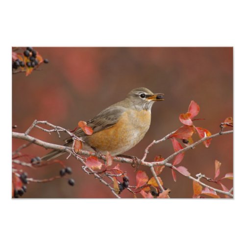 Female American Robin in Black Hawthorn Photo Print