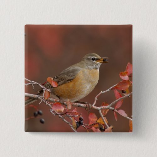 Female American Robin in Black Hawthorn Pinback Button