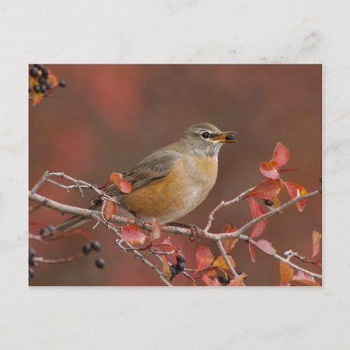 Female American Robin in Black Hawthorn Postcard