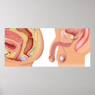 Female and male reductive system poster