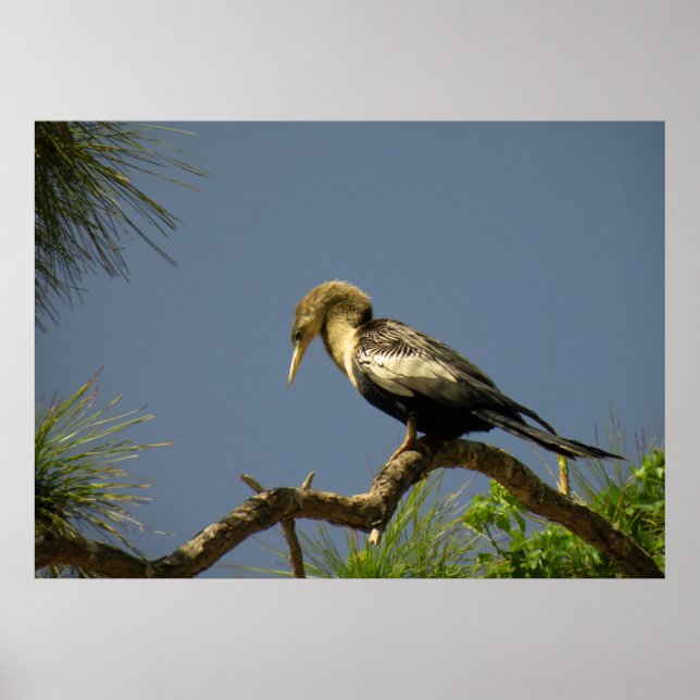 Female Anhinga on Branch Poster (Front)