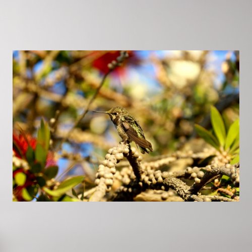 Female Annas Hummingbird California 36x24 Photo Poster