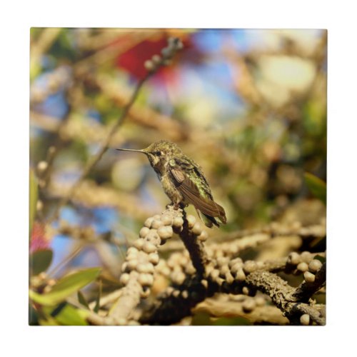 Female Annas Hummingbird California Photo Tile