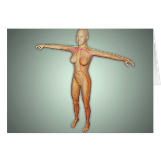 Female Arteries, Veins, & Nervous System (Front Horizontal)