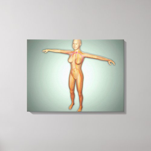 Female Arteries Veins  Nervous System Canvas Print