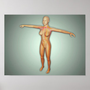 Female Arteries, Veins, & Nervous System Poster