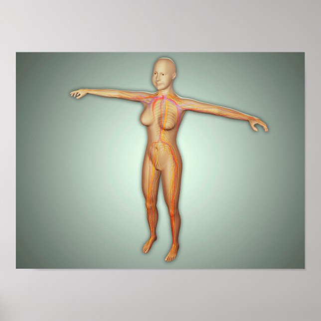 Female Arteries, Veins, & Nervous System Poster (Front)
