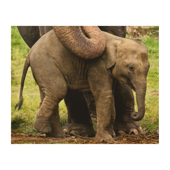 Female Asian Elephant Mother Protecting Her Baby Wood Wall Art (Front)