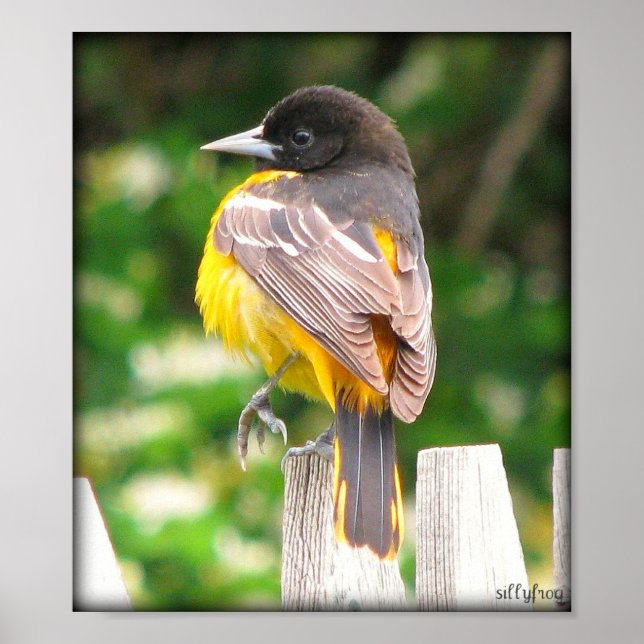 Female Baltimore Oriole/Print Poster (Front)