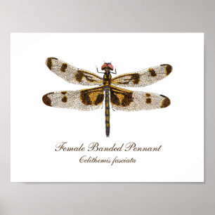 Female Banded Pennant Dragonfly art Poster
