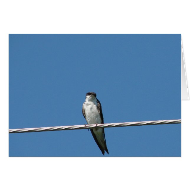 Female Barn Swallow Cards (Front Horizontal)