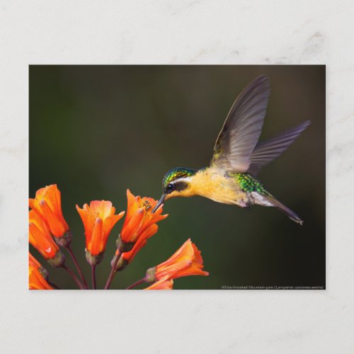 Female Beautiful Hummingbird Postcard