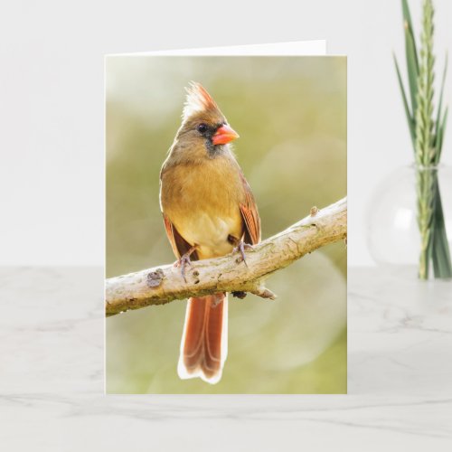 Female Beautiful Northern Cardinal on Tree Limb Thank You Card