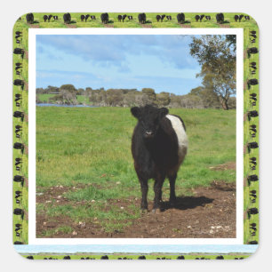 Female Belted Galloway Cow Framed, Square Sticker