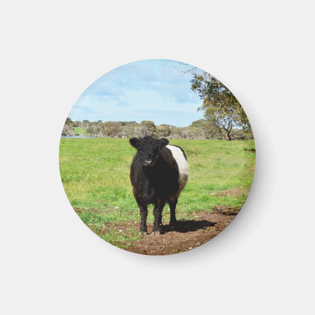 Female Belted Galloway Cow,  Magnet (Front)