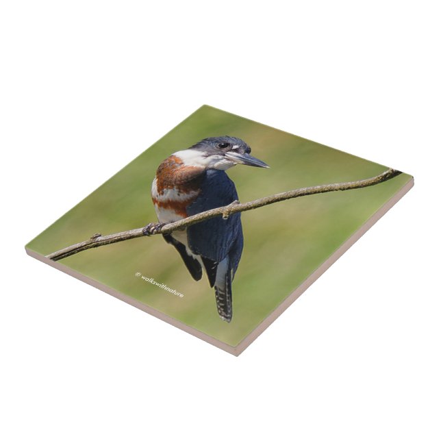 Female Belted Kingfisher Out on a Limb Ceramic Tile (Side)