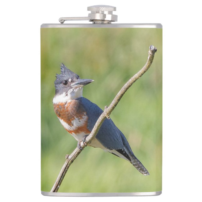 Female Belted Kingfisher Out on a Limb Flask (Front)