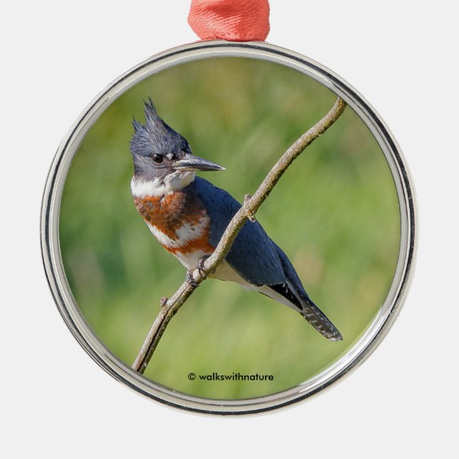 Female Belted Kingfisher Out on a Limb Metal Ornament (Front)
