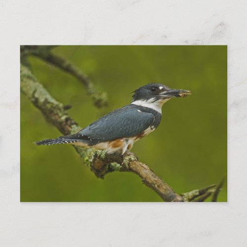 Female Belted Kingfisher with prey near nest Postcard