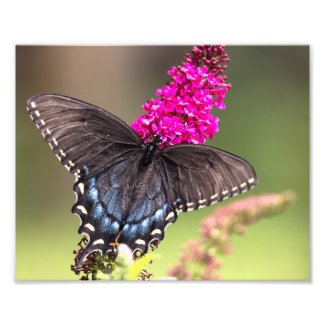 Female Black Swallowtail Butterfly Photo Print