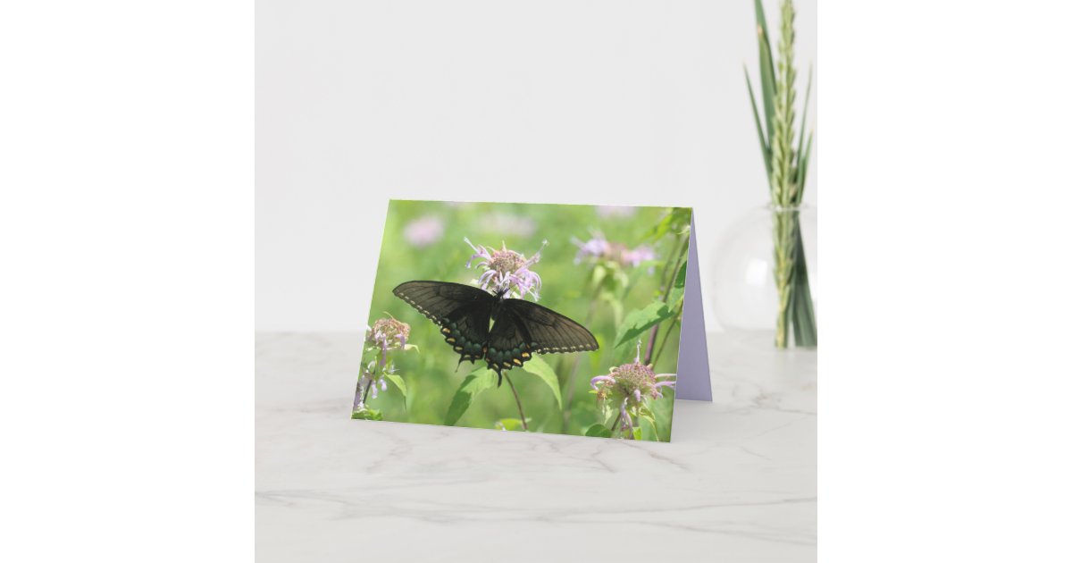 Female Black Swallowtail Card | Zazzle