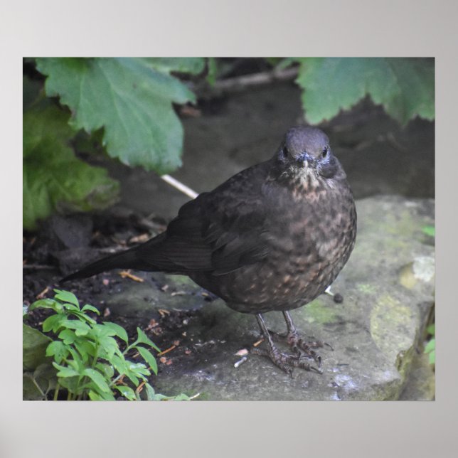 Female Blackbird  Poster (Front)