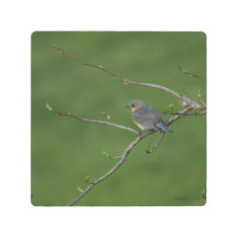 Female Bluebird