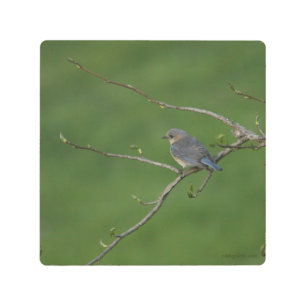 Female Bluebird Metal Print