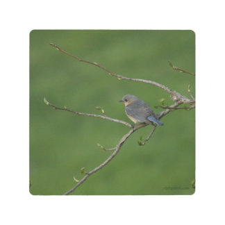 Female Bluebird Metal Print