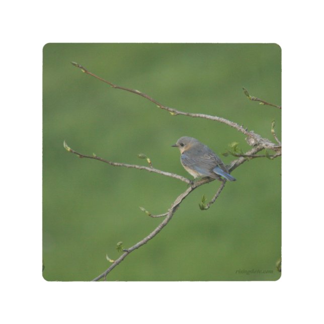 Female Bluebird Metal Print (Front)
