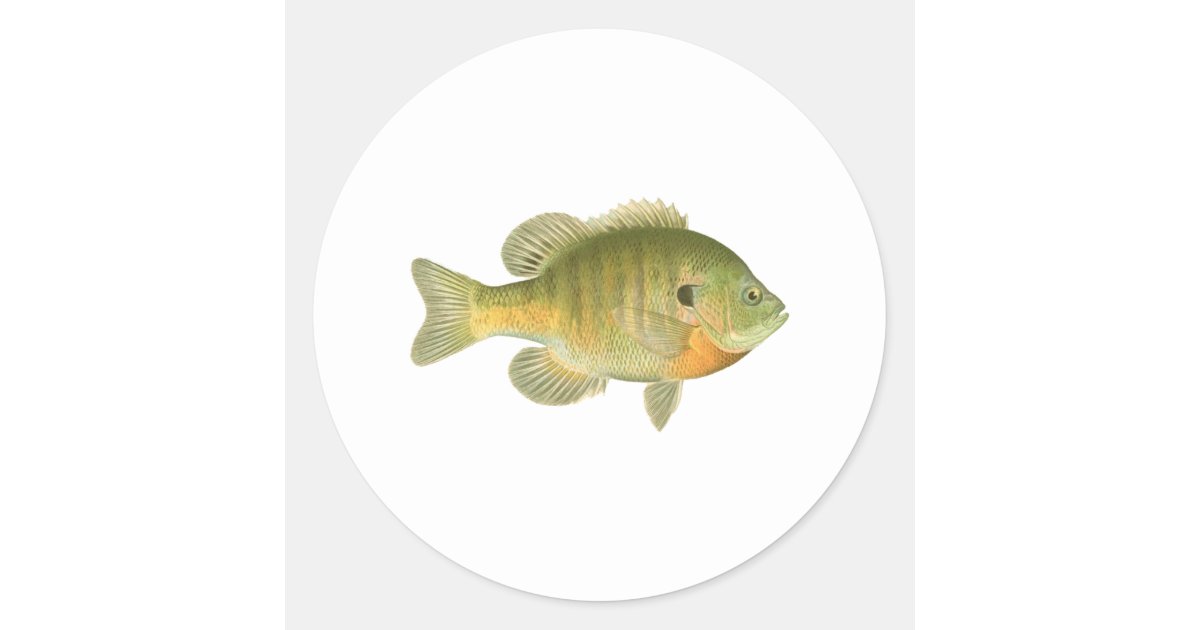 Female Bluegill - Bream - Sunfish Classic Round Sticker