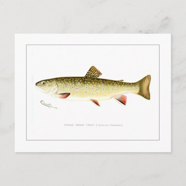 Female Brook Trout Postcard (Front)