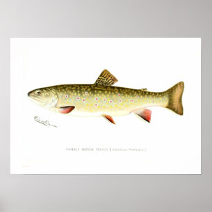 Female Brook Trout Poster