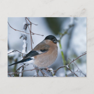 Female Bullfinch Postcard