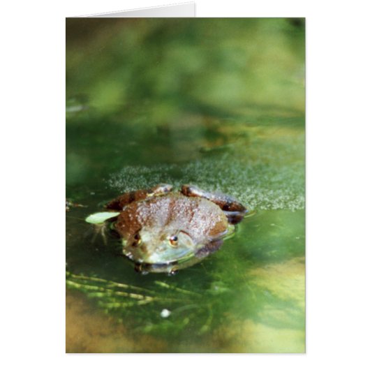 Female Bullfrog Laying Eggs Cards (Front)