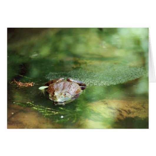 Female Bullfrog Laying Eggs Cards (Front Horizontal)