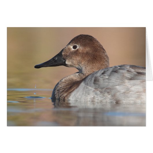 Female Canvasback duck Profile (Front Horizontal)