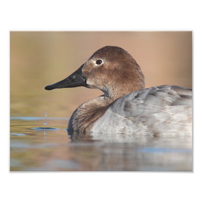 Female Canvasback duck Profile Photo Print (Front)