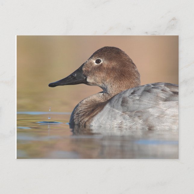 Female Canvasback duck Profile Postcard (Front)
