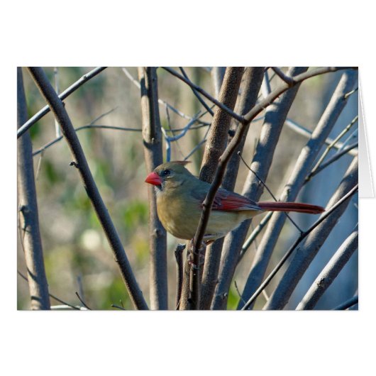 Female Cardinal (Front Horizontal)