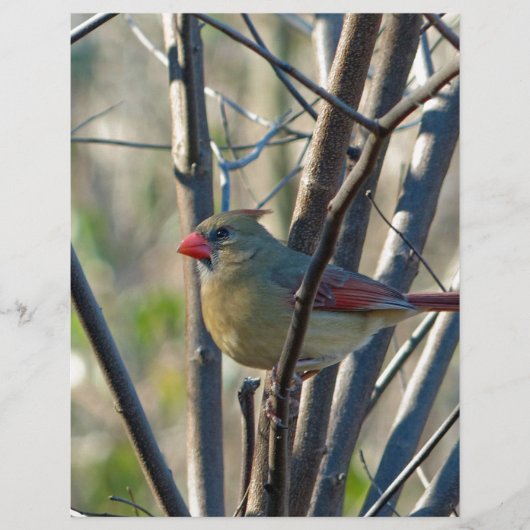 Female Cardinal (Front)