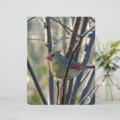 Female Cardinal (Standing Front)