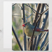 Female Cardinal (Front/Back)