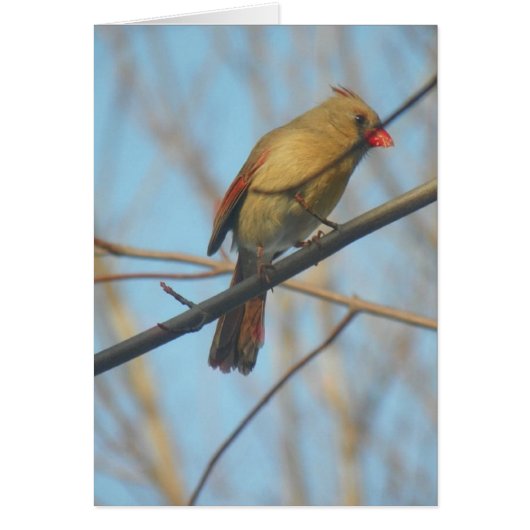 Female Cardinal/Bird Cards (Front)