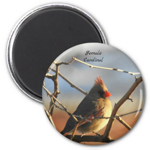 Female Cardinal bird Magnet
