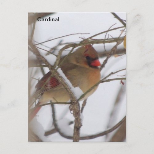 Female cardinal bird postcard
