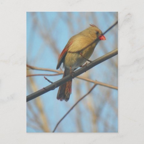 Female CardinalBird Postcard