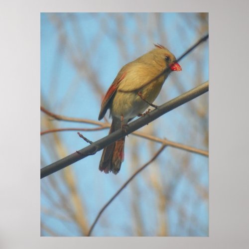 Female CardinalBird Poster
