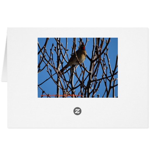 Female Cardinal & Blue Sky (Back Horizontal)