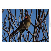 Female Cardinal & Blue Sky (Front Horizontal)